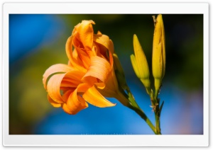 Beautiful Orange Flower