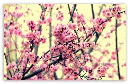 Download Tree Blossom, San Diego UltraHD Wallpaper