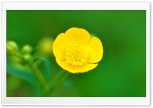 Buttercup Flower Macro,...