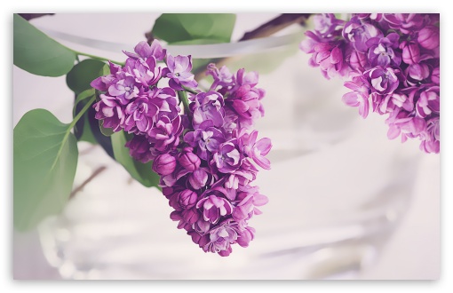 Download Fresh Lilac Flowers in a Vase UltraHD Wallpaper