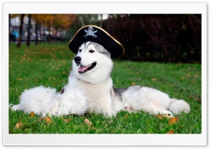 Husky With Pirate Hat