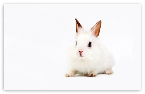 Download White Bunny UltraHD Wallpaper