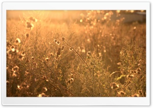 Thistles