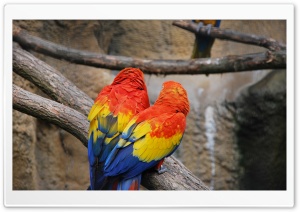 Colorful Parrots