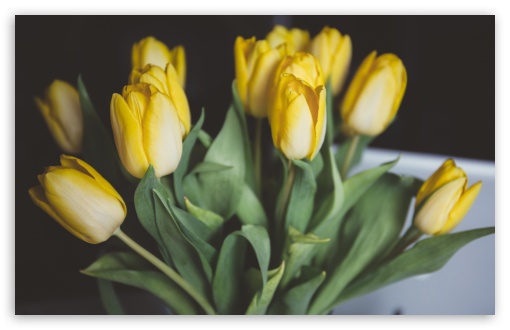 Download Yellow Tulips Bouquet UltraHD Wallpaper