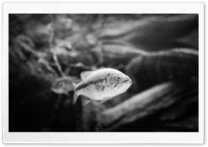 Fish Black And White