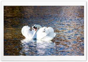 Swans Love