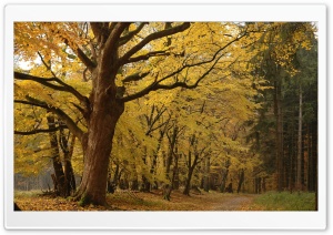 Yellow Tree In Forest