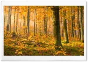 German Forest In Autumn