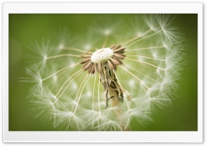 Dandelion Seeds Macro, Green...