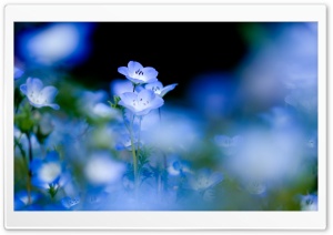 Blue Flowers Macro