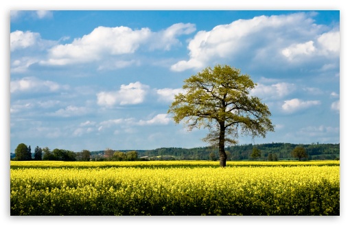 Download Rapeseed Fields UltraHD Wallpaper