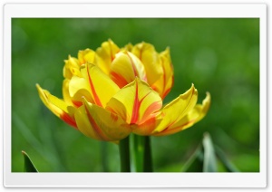 Tulips Bloom