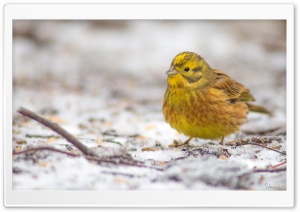 Yellowhammer In A First Snow