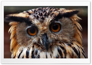 Owl Predator Close Up
