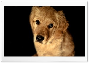 Golden Retriever Dog