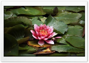 Red Lotus Resting On The Pond
