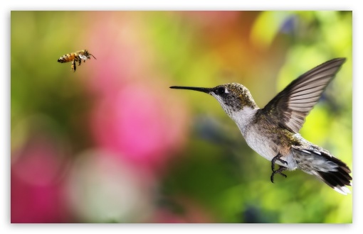Download HUMMINGBIRD AND BEE - CHILE UltraHD Wallpaper
