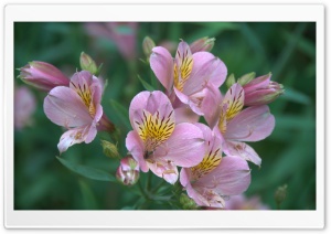 Alstroemeria