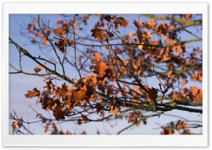 Dried Autumn Leaves