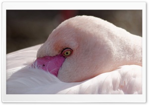 Flamingo at Zoo Hellbrunn...