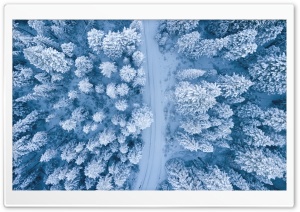 Road, Snowy Forest Trees, Winter