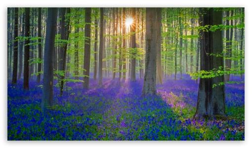 Download Nature Springtime UltraHD Wallpaper