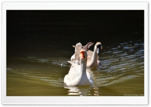 Two Ducks in a Lake