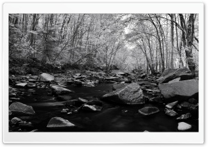 Pohick Creek Black And White