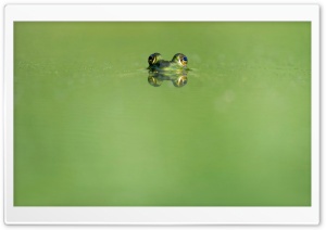 Frog Eyes, Green Lake