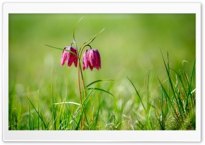 Chess Flowers, Nature...