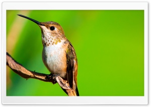 Hummingbird Macro Photography