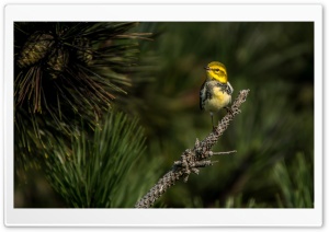 Yellow Migration