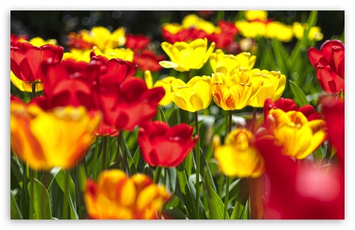 Download Abloom Colored Tulips UltraHD Wallpaper
