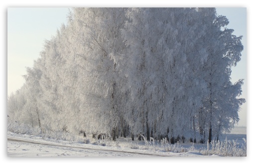 Download Birch Forest, Winter UltraHD Wallpaper