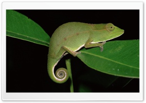 Short Nosed Chameleon At...