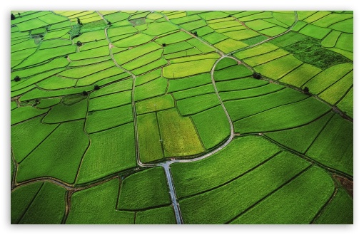 Download Green Field Aerial View UltraHD Wallpaper