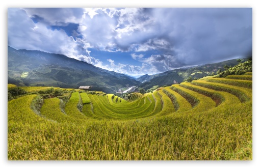 Download Rice Paddy Terraces UltraHD Wallpaper