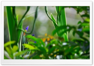 Blue Flowers Blooming