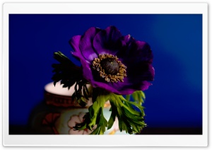 Beautiful Purple Flower in Vase