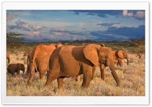 African Elephants Samburu...