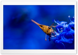 Moth, Blue Flowers