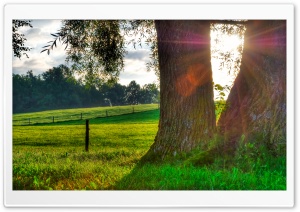 Morning Light, Summer