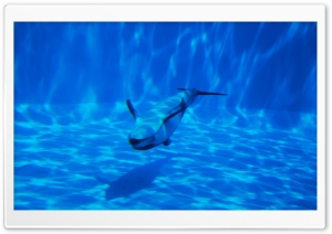Dolphin Swimming Underwater
