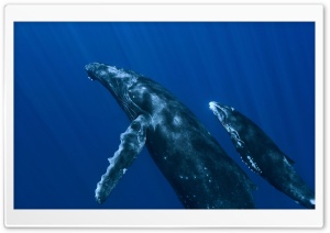 Underwater Whales