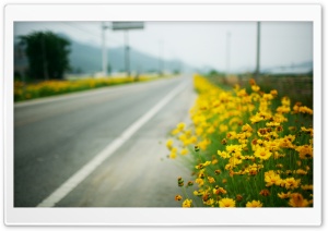 Yellow Flowers Along The Road