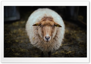 Sheep - Netherlands