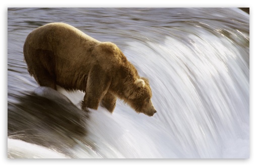 Download Grizzly Fishing In The Brooks River Katmai... UltraHD Wallpaper