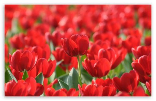 Download Field Of Red Tulips UltraHD Wallpaper