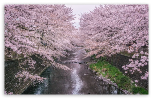 Download Beautiful Pink Cherry Blossoms UltraHD Wallpaper